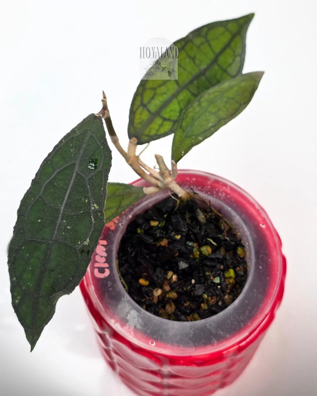 Hoya clemensiorum small (4).jpg