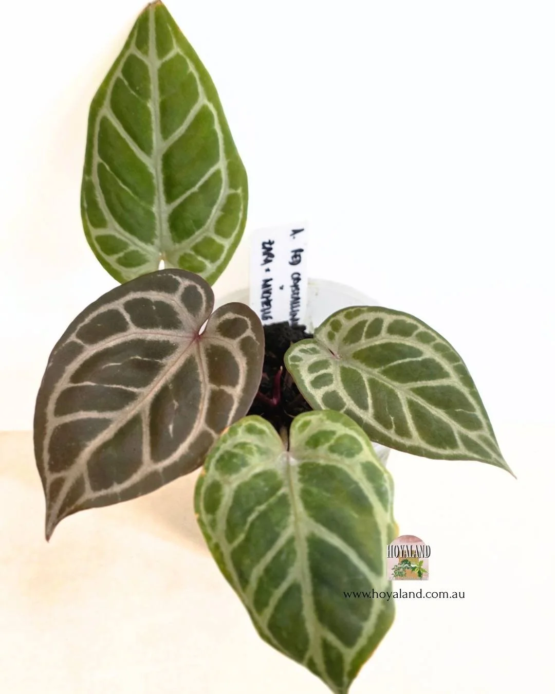 Anthurium RCx.jpg