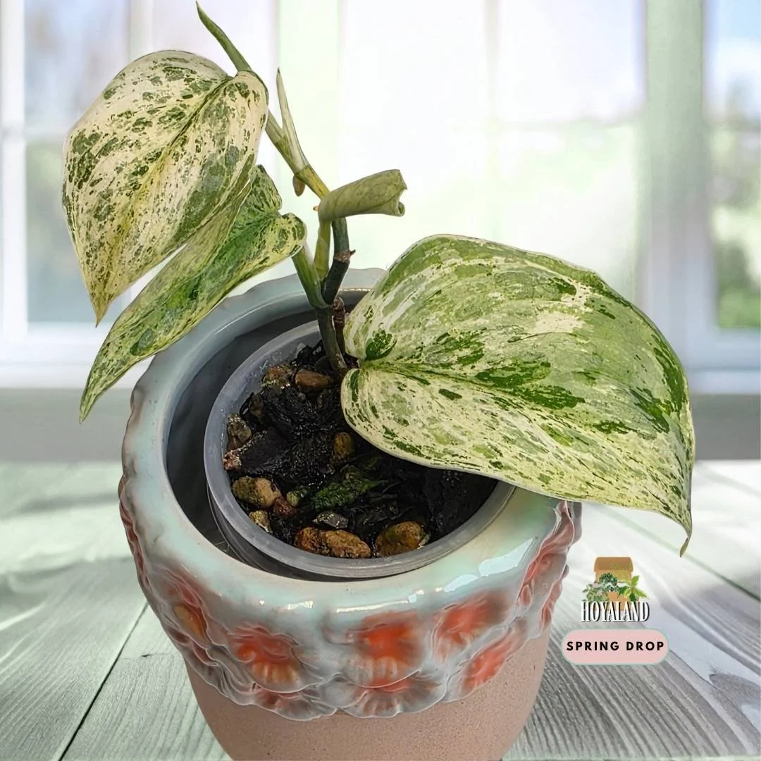 Scindapsus 'Tembaga' (Velvet Foliage with Subtle Copper Sheen)