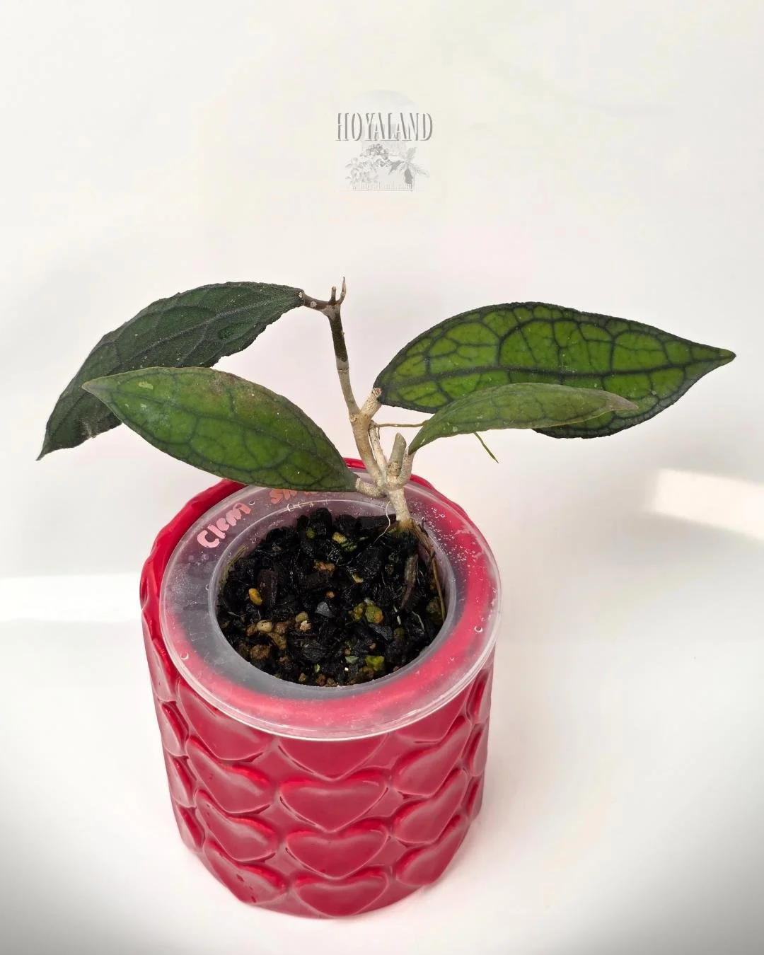 Hoya clemensiorum small (2).jpg