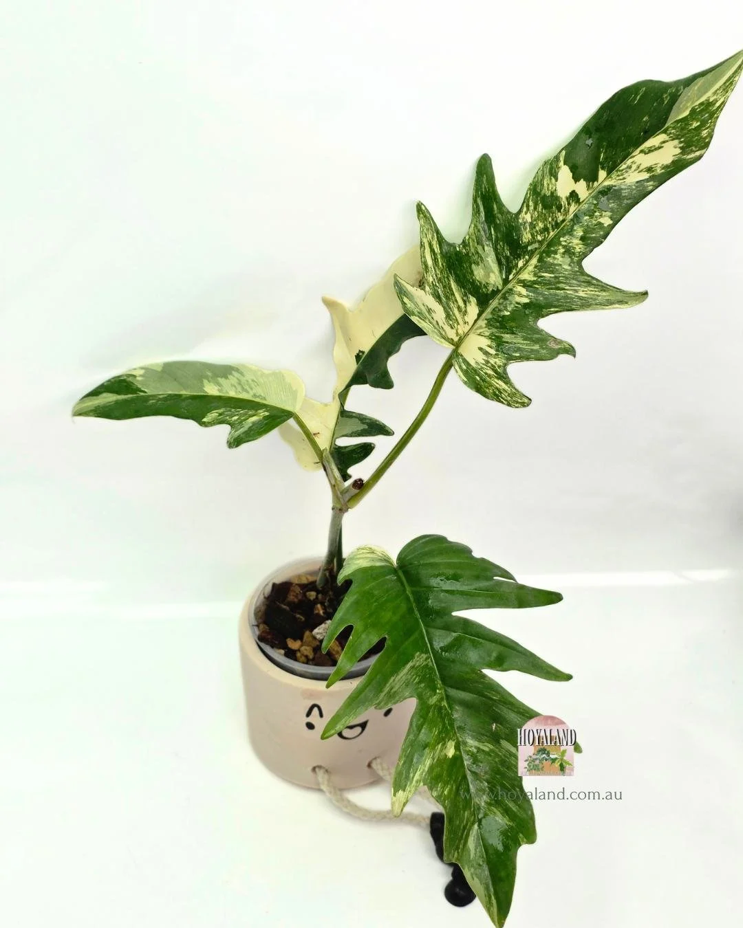 Philodendron fb x tortum (4).jpg