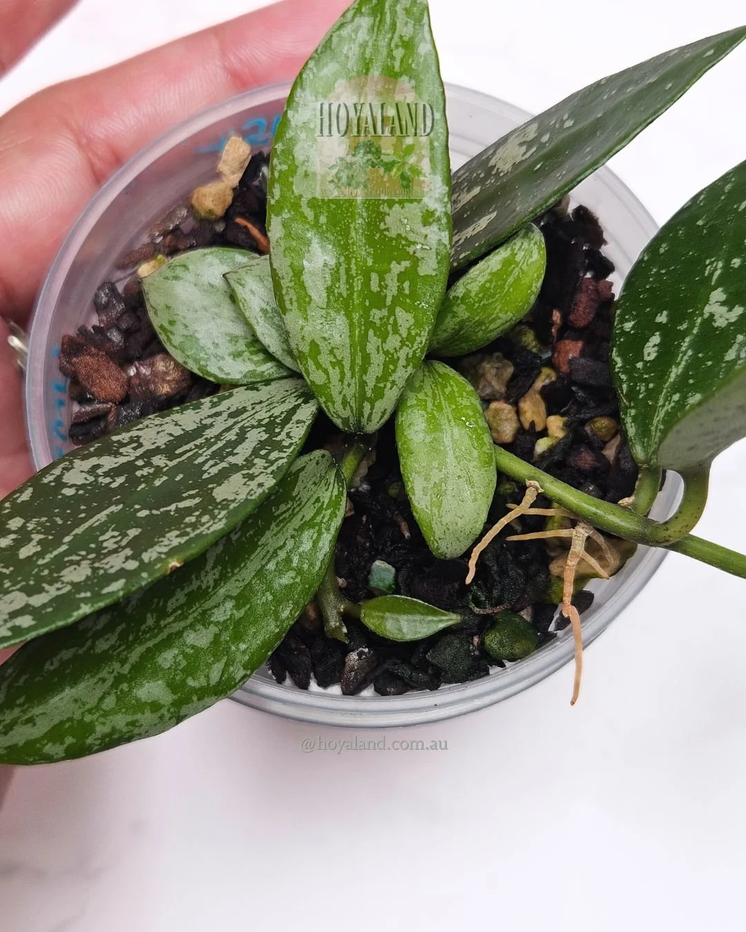 Hoya lacunosa lime silver (5).jpg