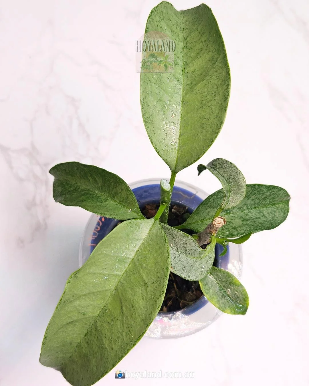 hoya multiflora wonderphil (4).jpg