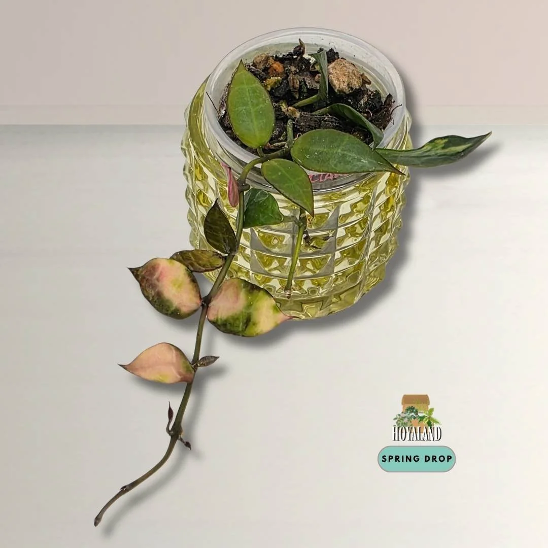 Hoya lacunosa cianjur (5).jpg