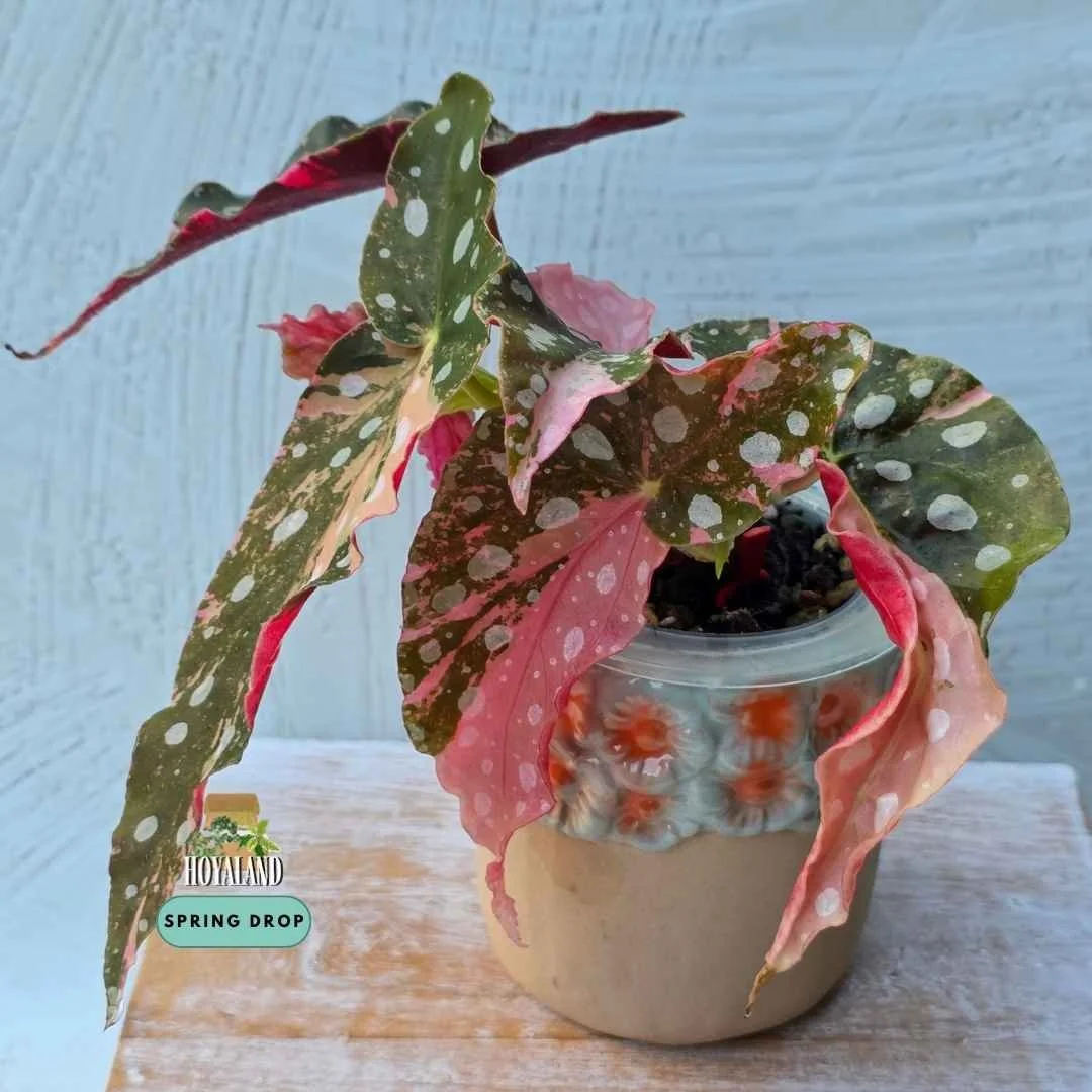 Established Begonia maculata Wightii Pink Variegated showing angel-wing leaves with white polka dots, soft pink variegation, and deep red undersides
