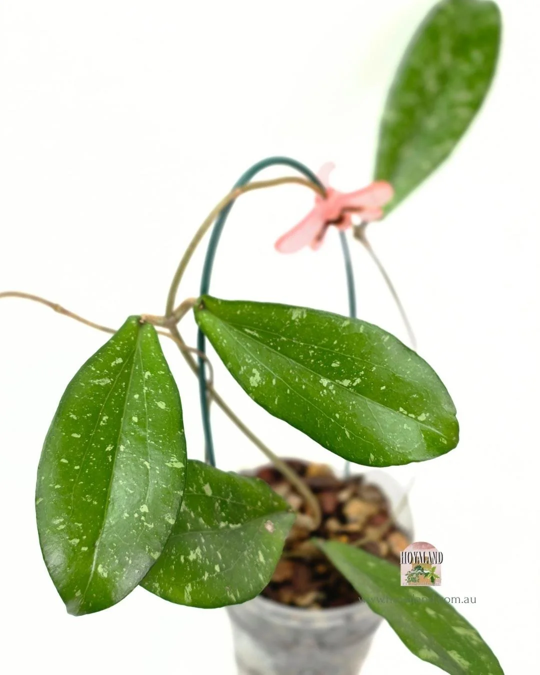 Hoya erythrina silver splash (4).jpg