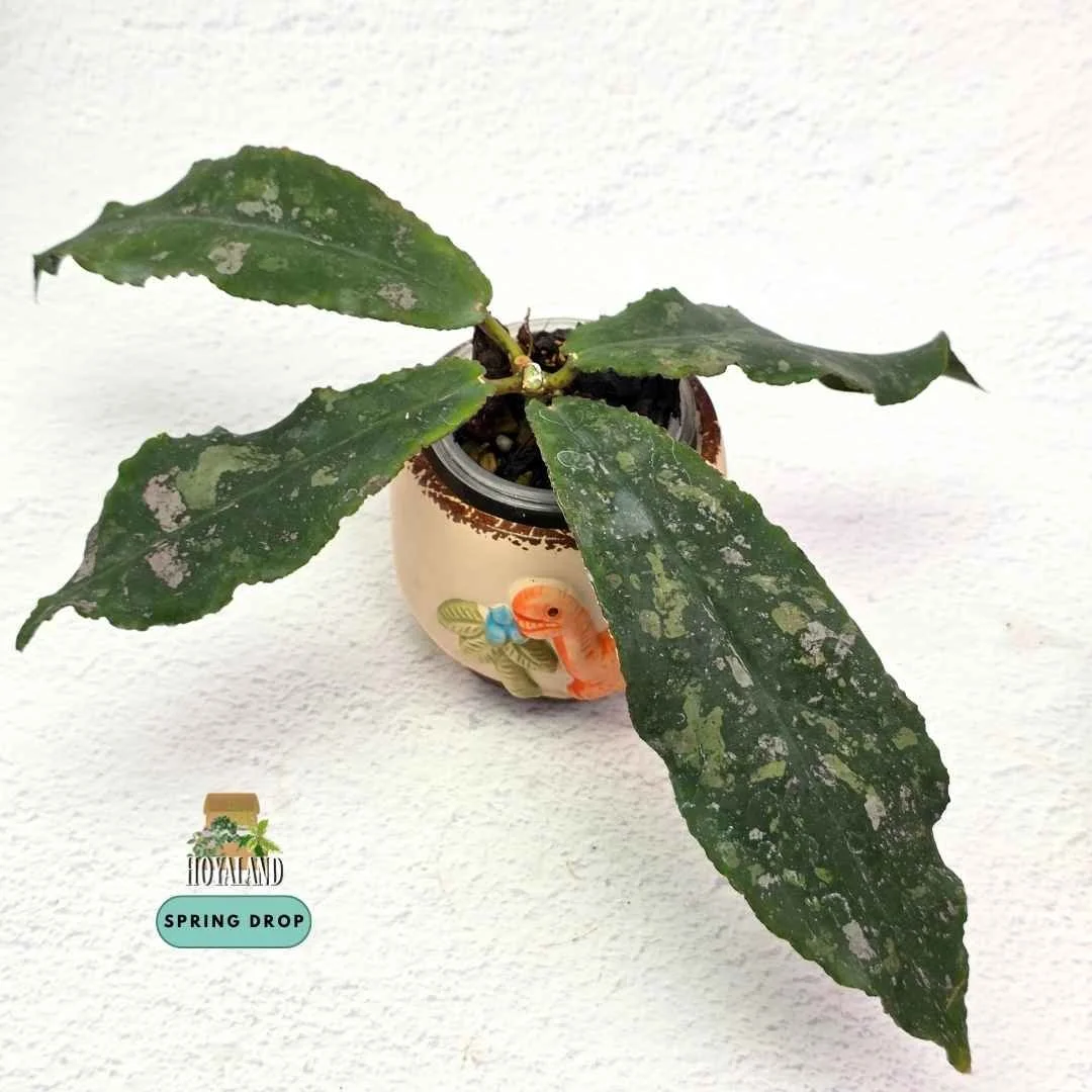 Hoya undulata (5).jpg