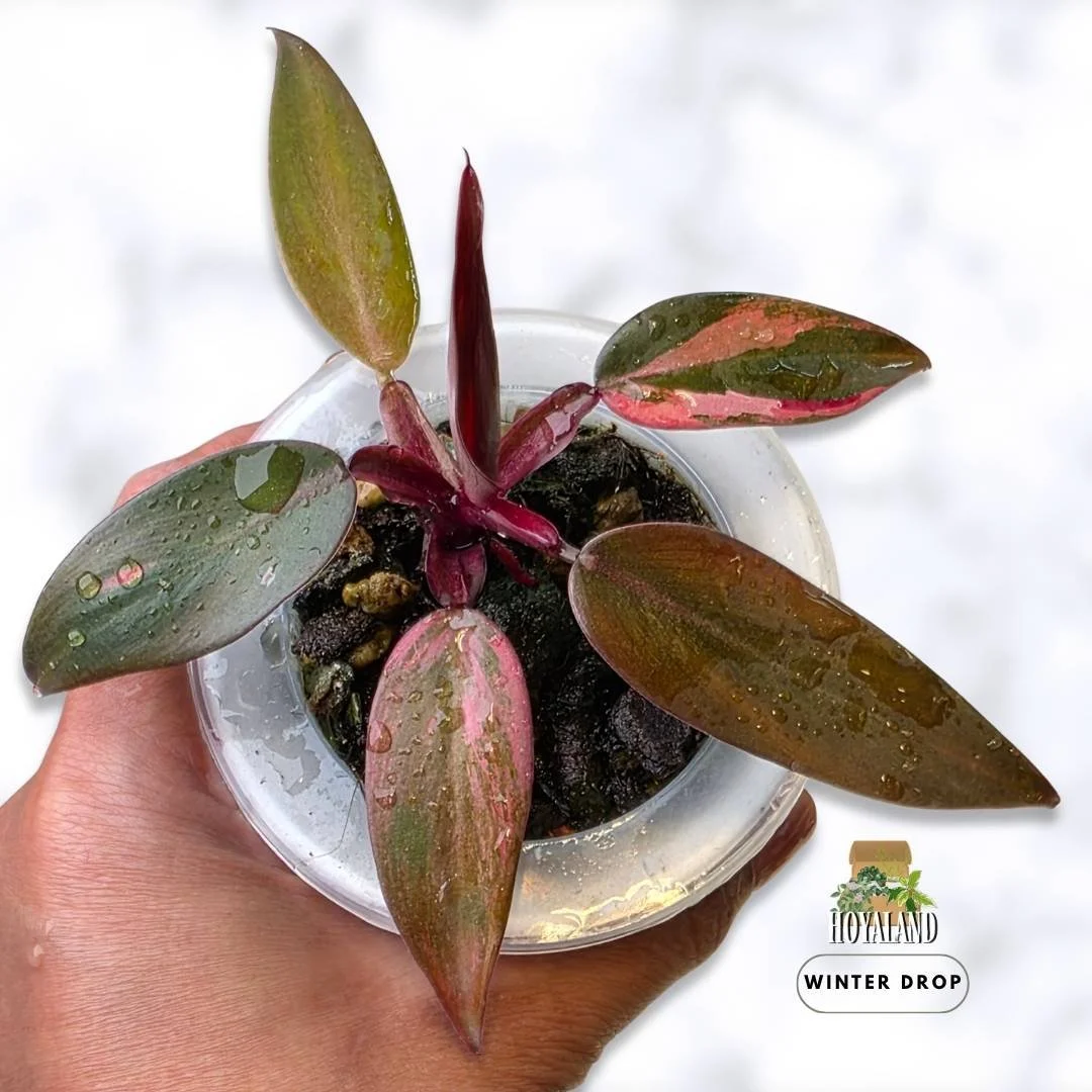 Rooted Philodendron Fire Princess propagated from a stem node with active shoot and fiery variegated foliage