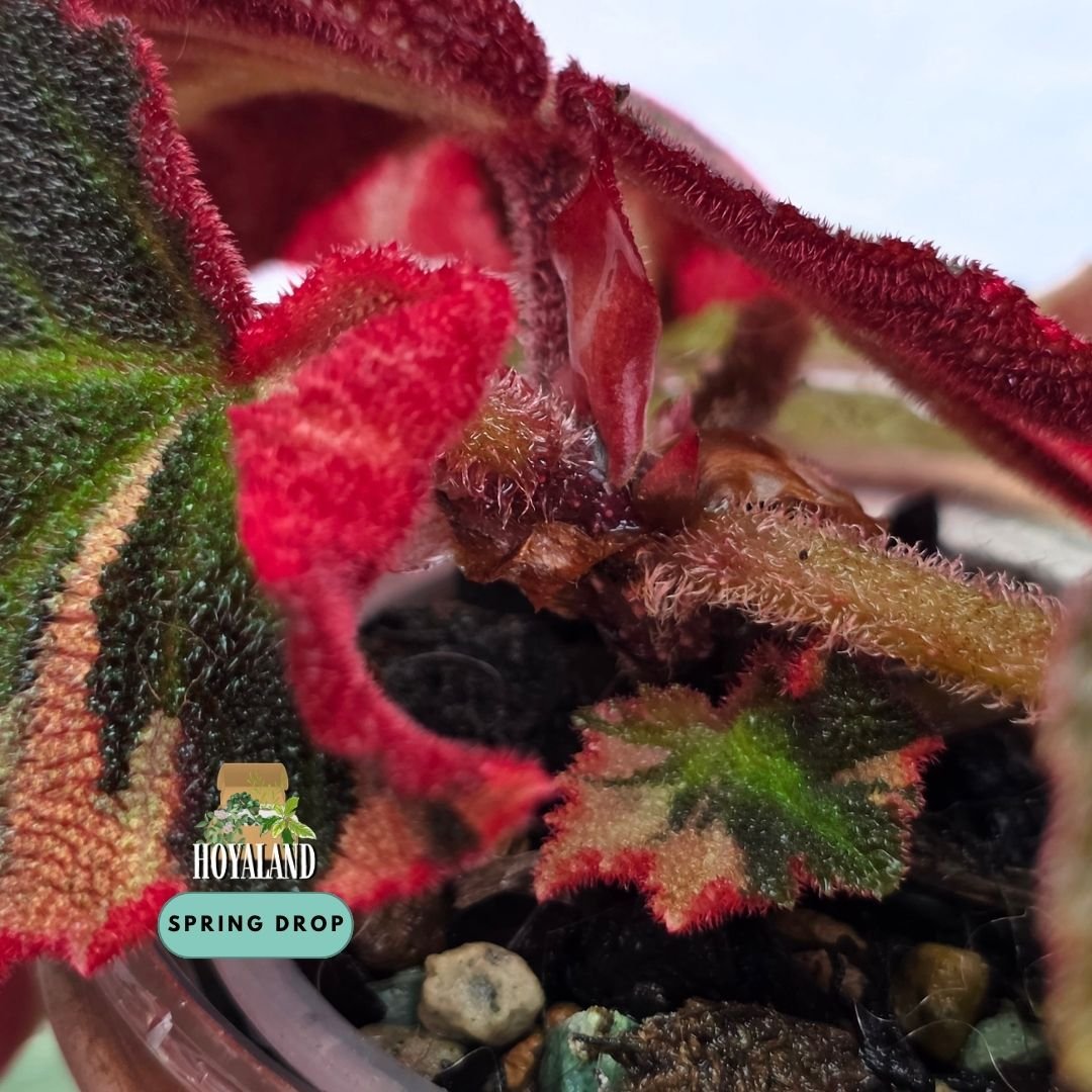 Established Begonia soli-mutata Variegata showing deeply pebbled bullate leaves with candy-pink and white sectoral variegation, fuzzy red petioles, and active crown growth points