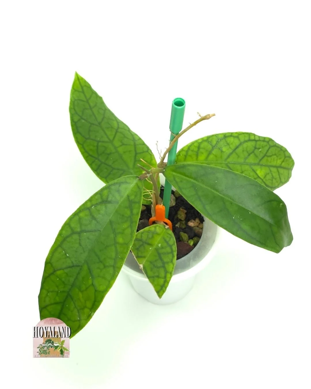 Hoya Marvels small (2).jpg