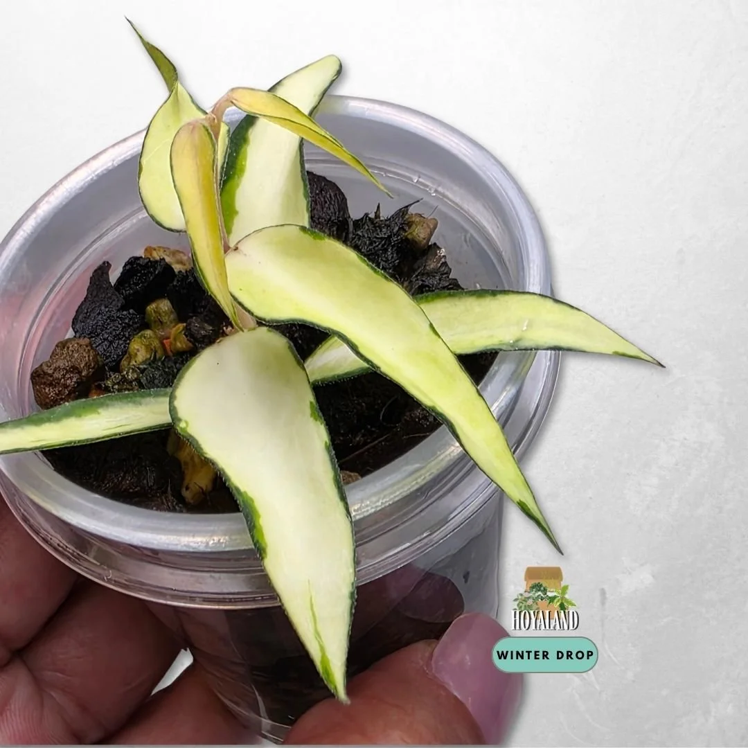 established Hoya burmanica Variegata with elongated teardrop lanceolate leaves and golden variegation