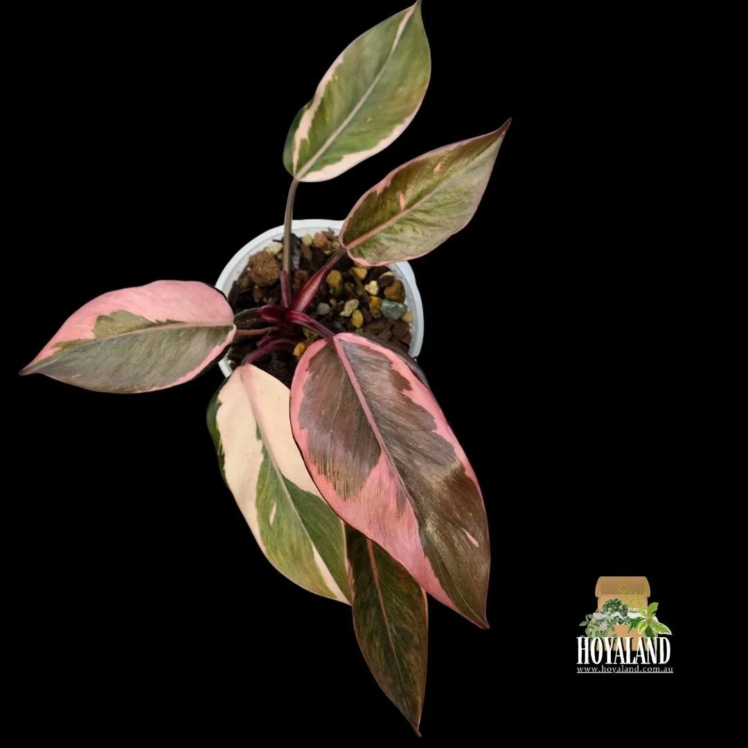 Philodendron pink princess mutation (5).jpg