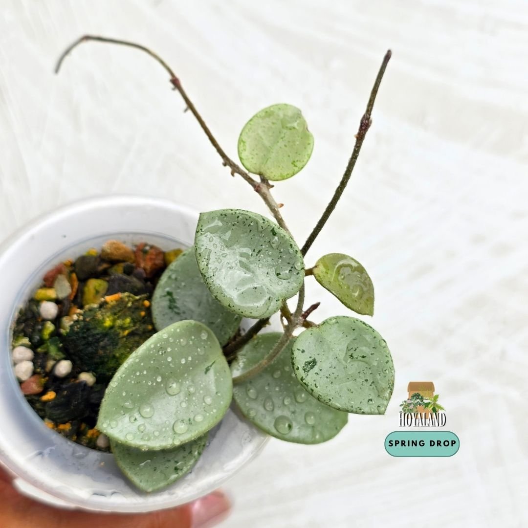 Hoya 'Mathilde' Silver (Indo Form Grey Fairy – 2 Tips C)
