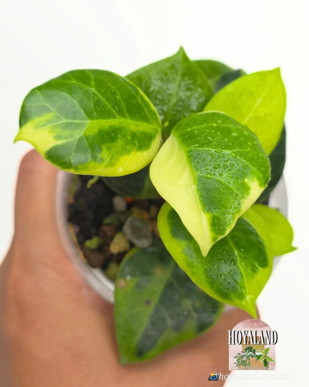 Hoya obscura albo (5).jpg