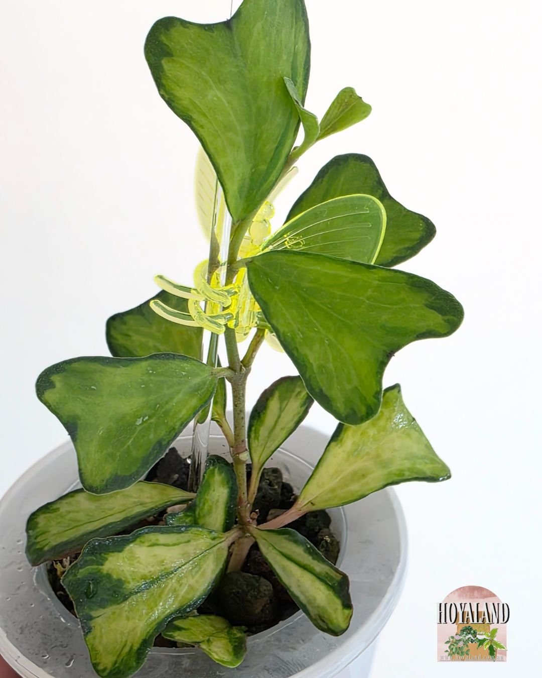 Hoya manipurensis variegata (4).jpg