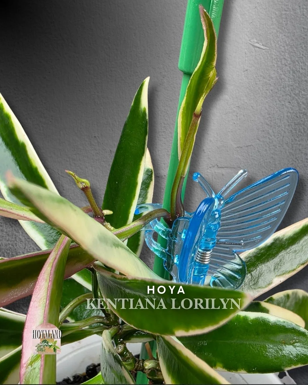 Hoya Lori Lyn (3).jpg