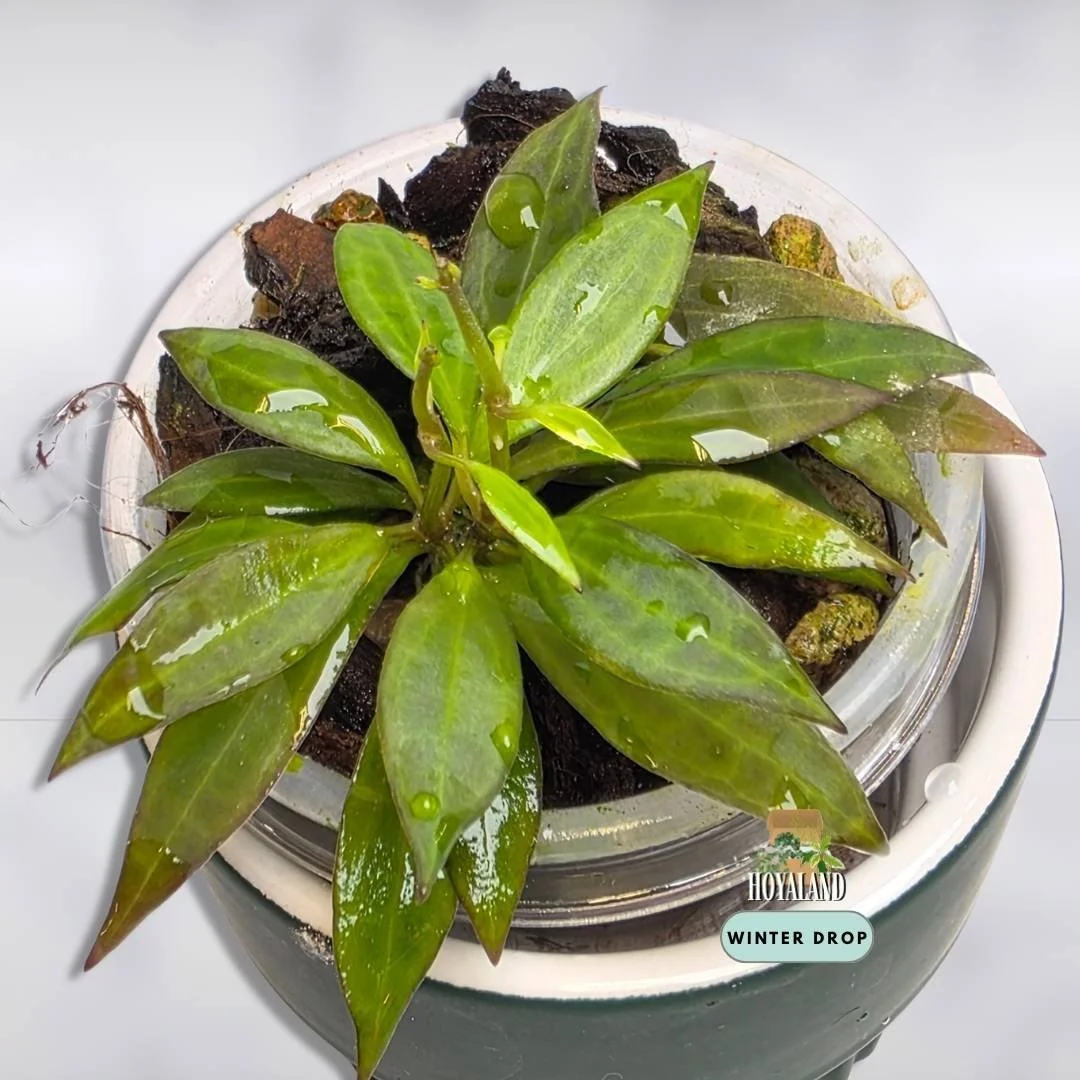 Hoya microdwarf.jpg