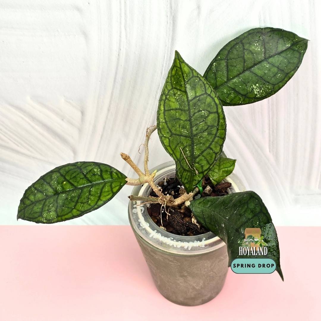 Hoya finlaysonii EPC 317 (Iconic Dark Geometric Veined Clone)