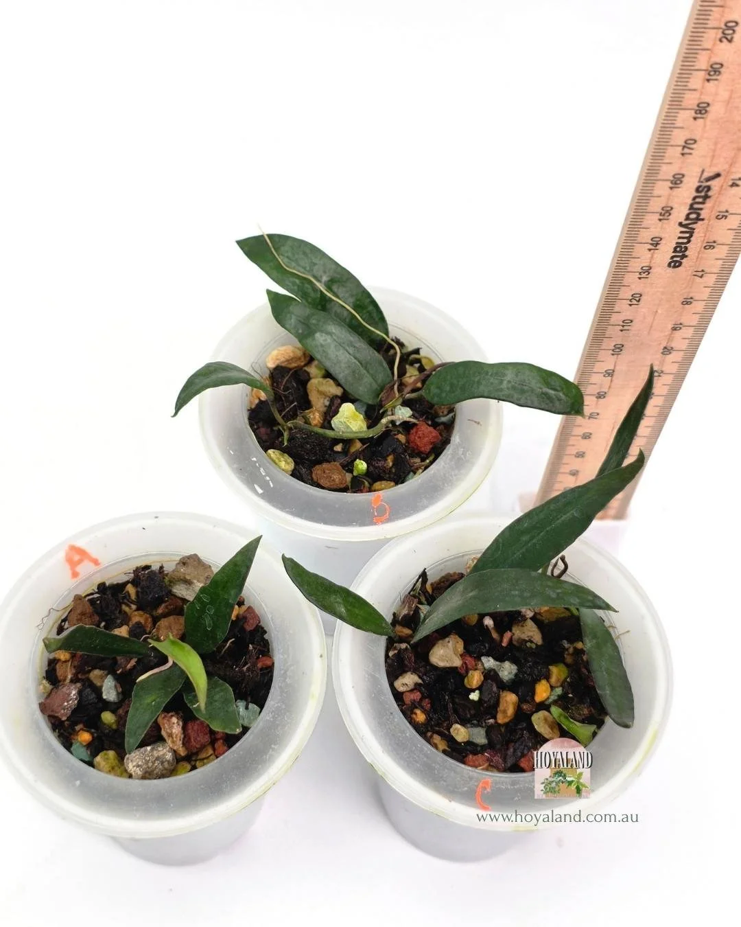 🍂 Hoya lacunosa Long Leaf  Green Sword-Like