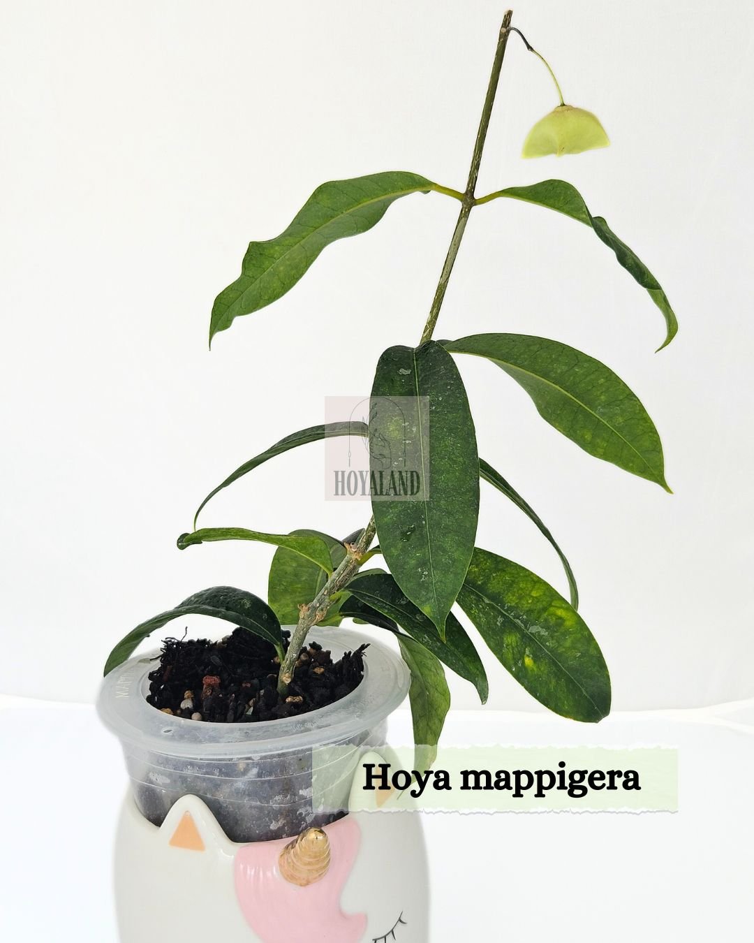 Hoya mappigera.jpg
