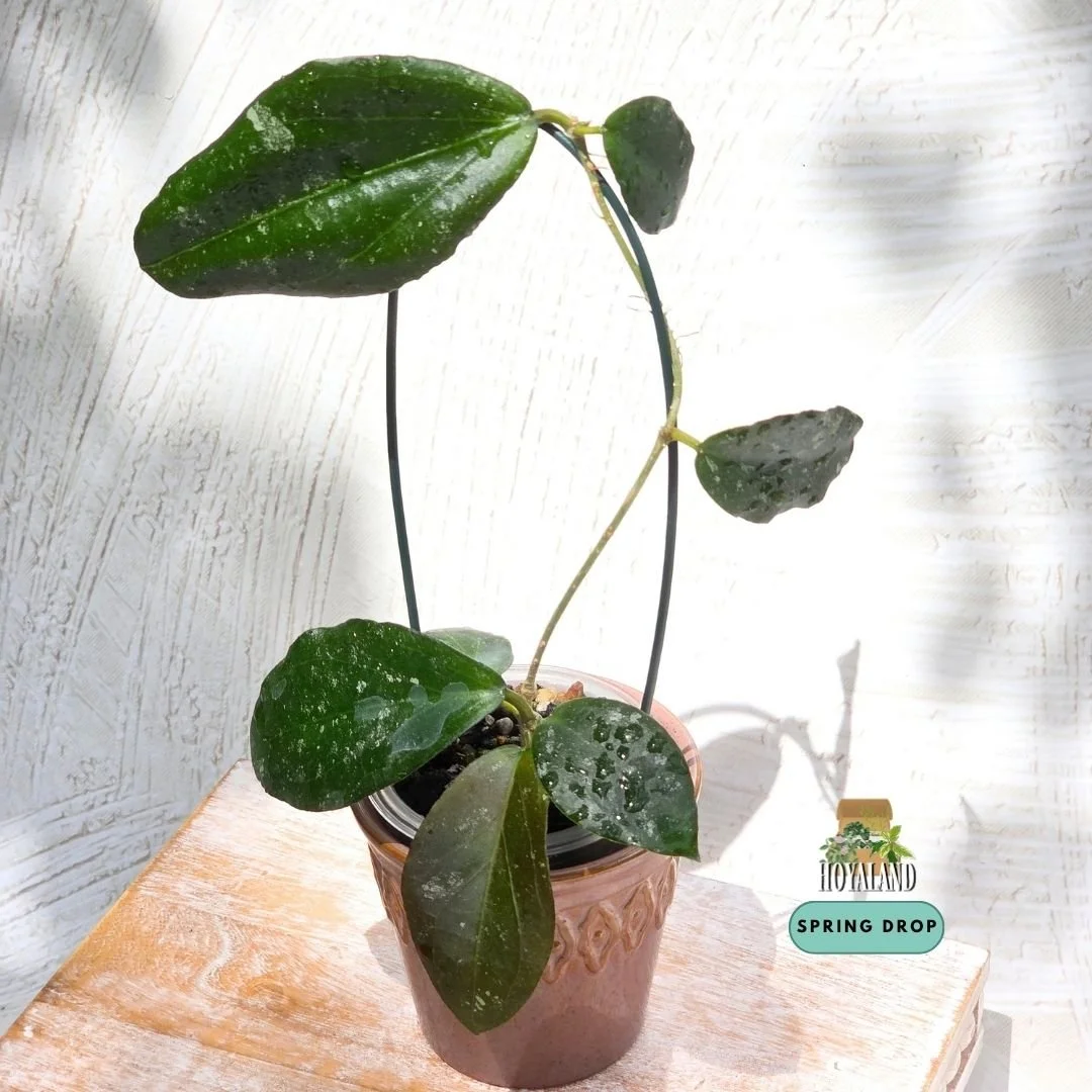 Hoya caudata x erythrina (4).jpg