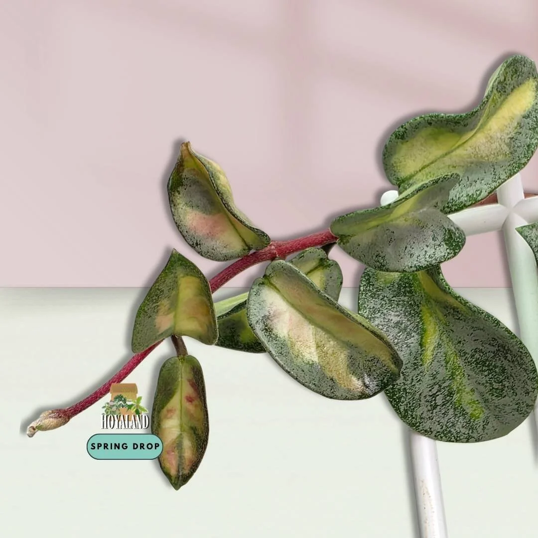 Hoya Argentea Princess.jpg