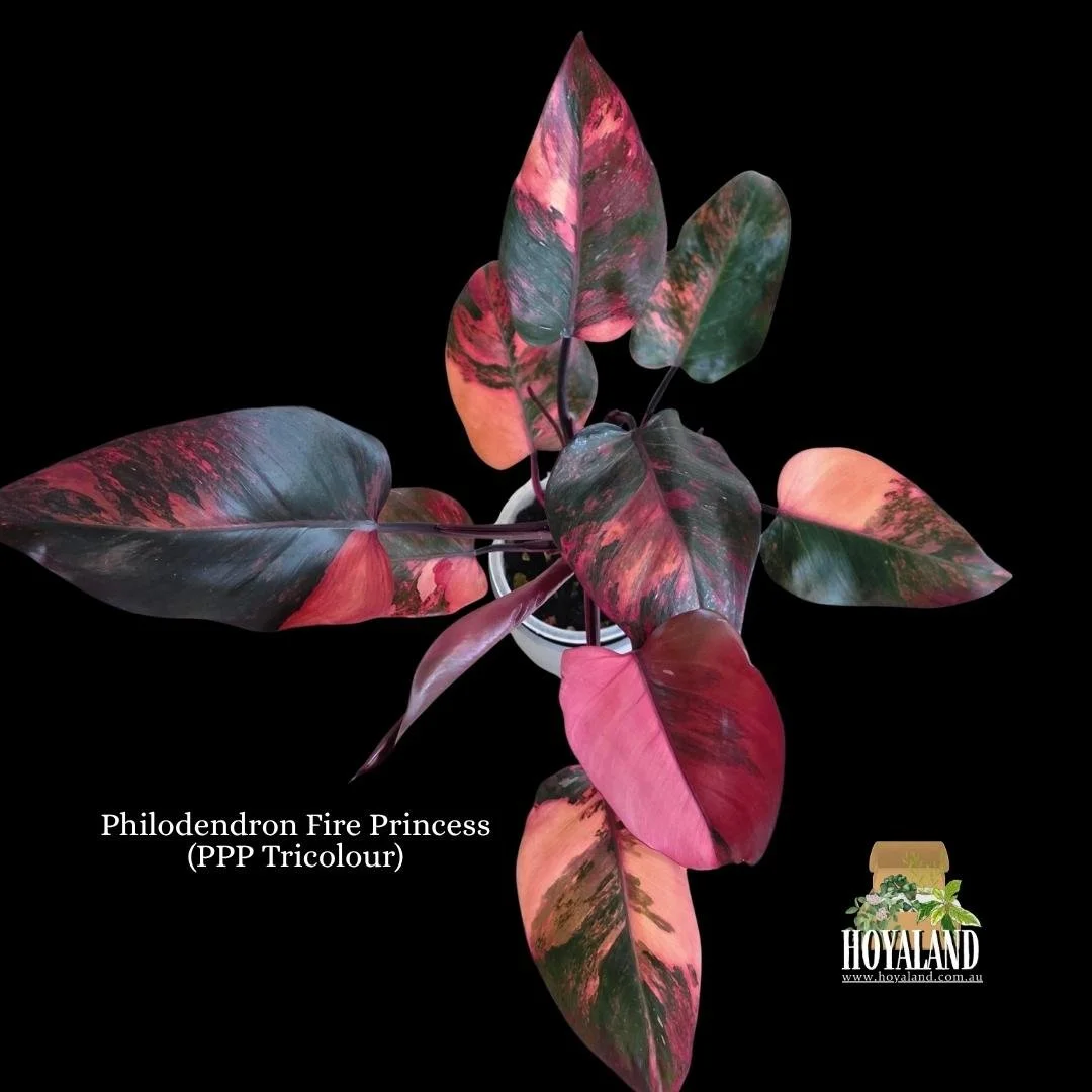 Philodendron Fire Princess (PPP Tricolour) (2).jpg