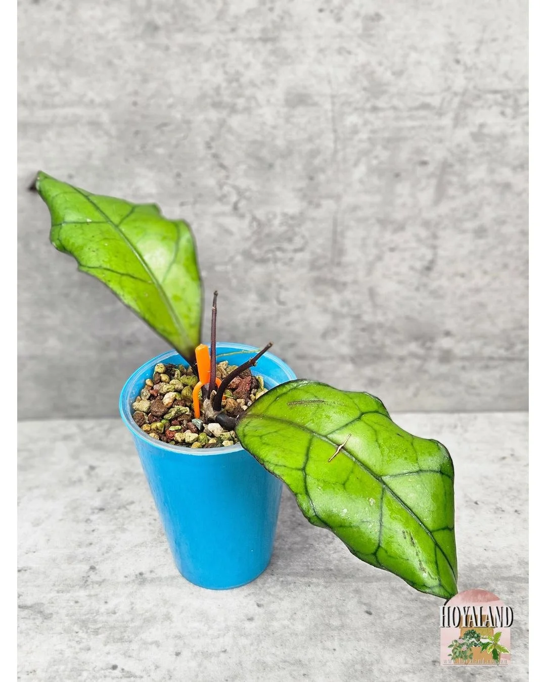Hoya finlaysonii Tabalong (10).jpg