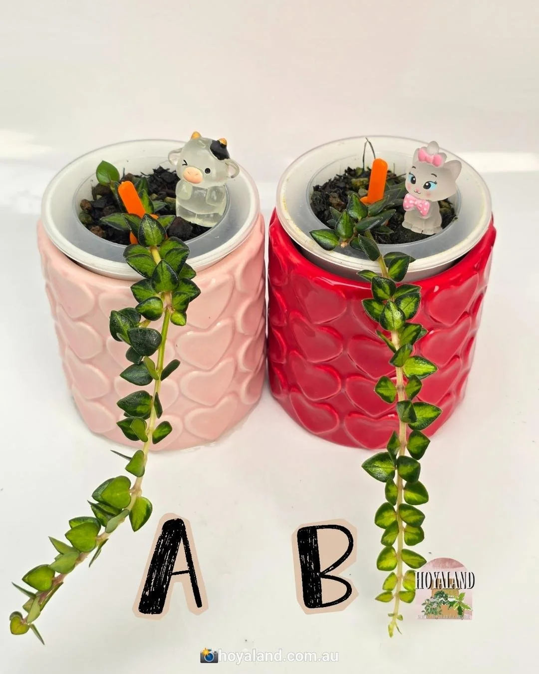 Hoya chinghungensis variegata B.jpg