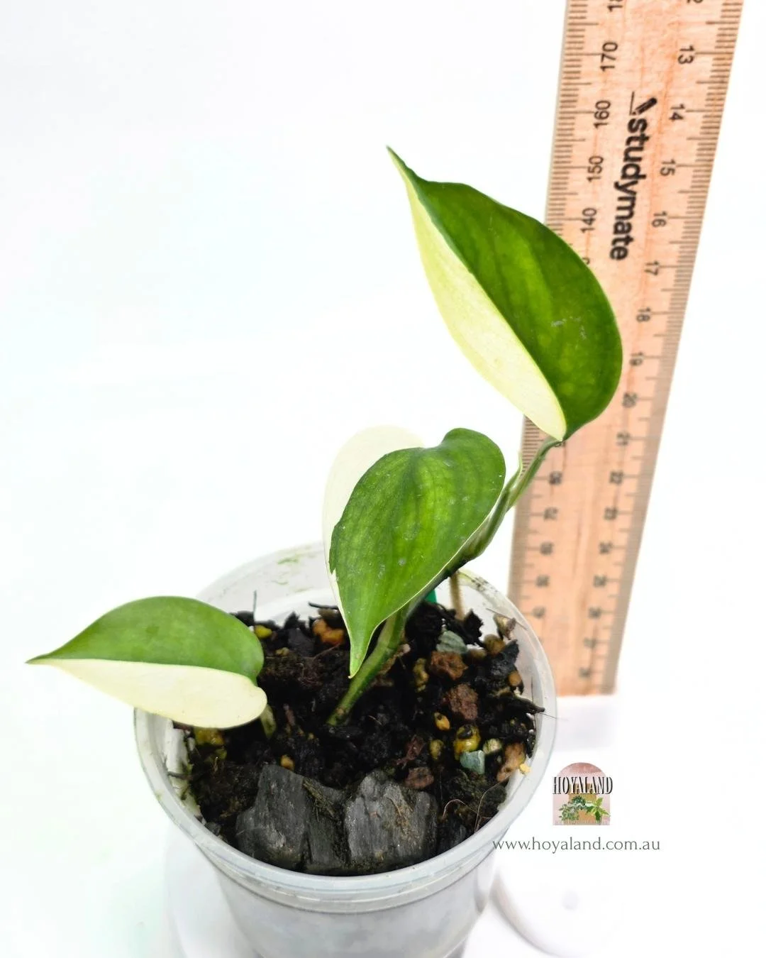 Hoya longistipatitus albo.jpg