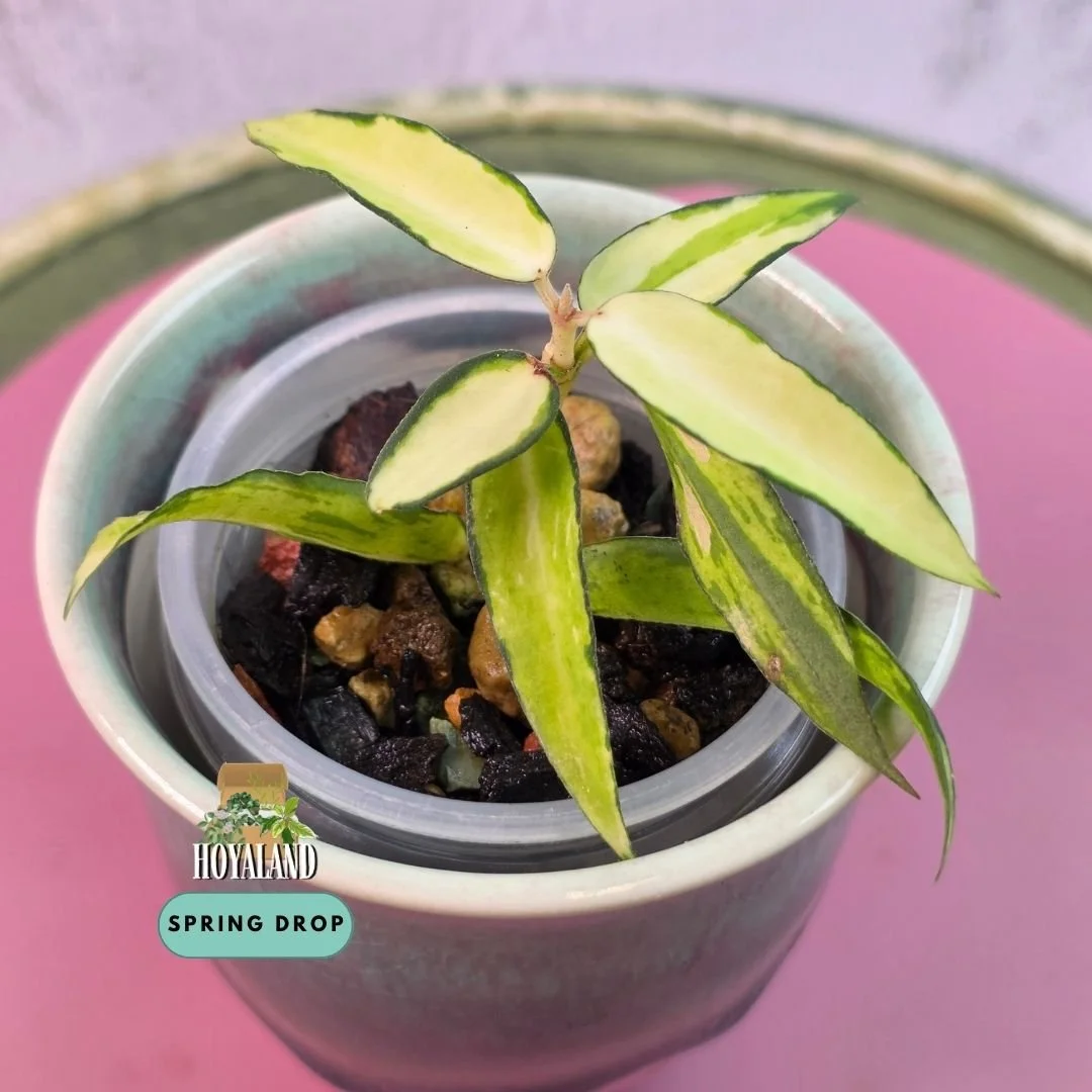 Hoya burmanica variegata.jpg