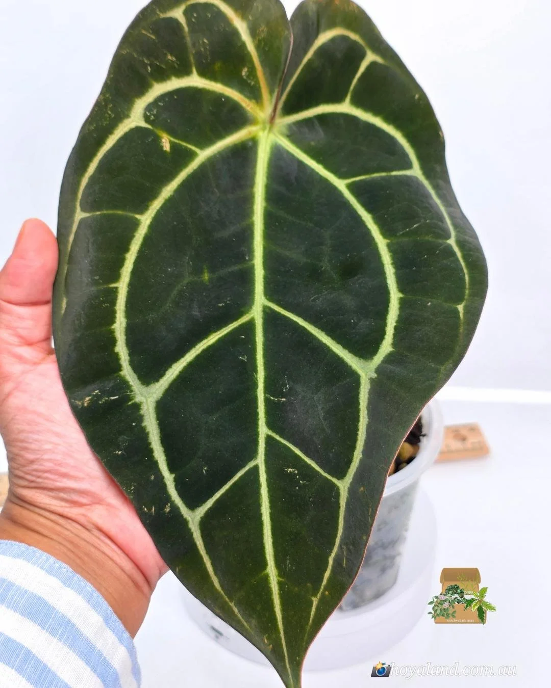 Anthurium Carlablackiea (11).jpg