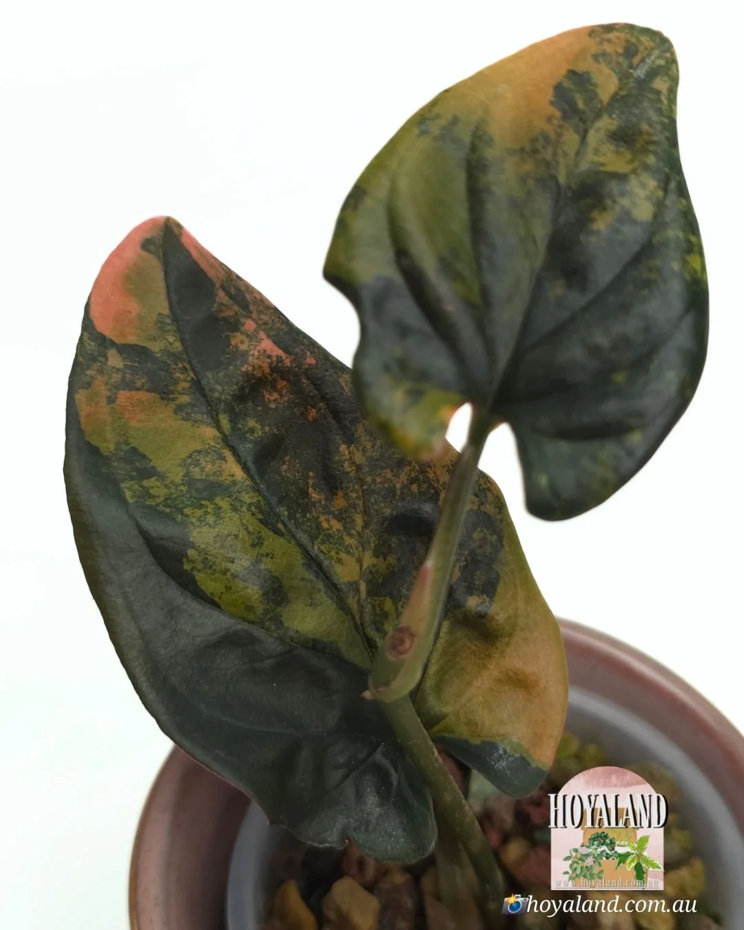 Syngonium red arrow variegata (3).jpg