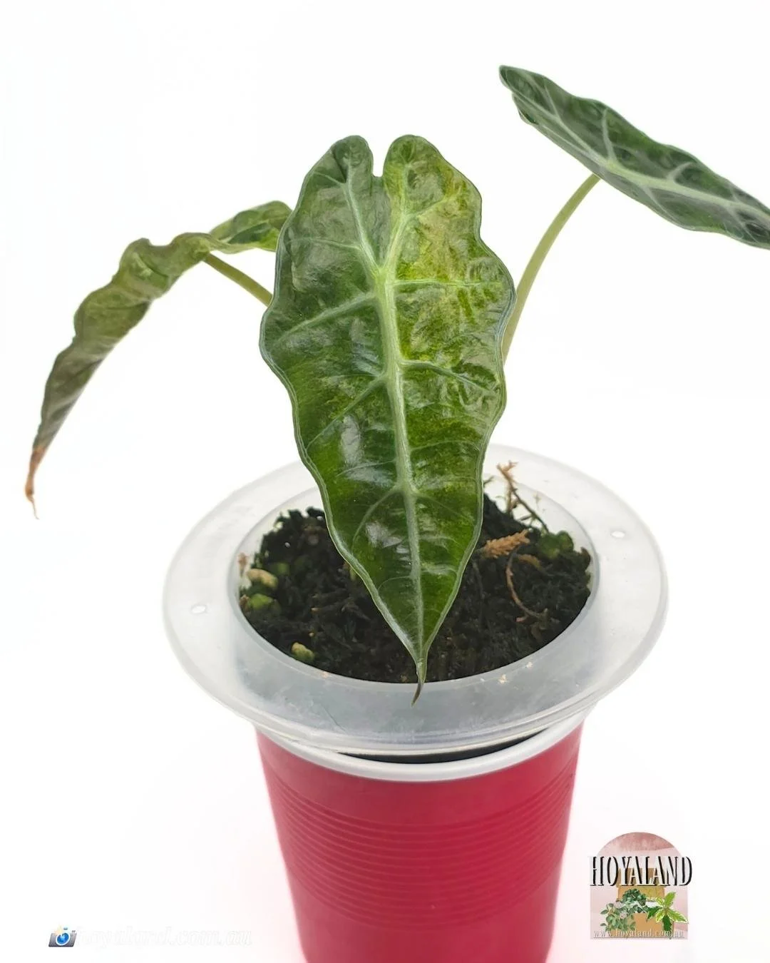 🌞 Alocasia Sanderiana Bull Aurea 🩷