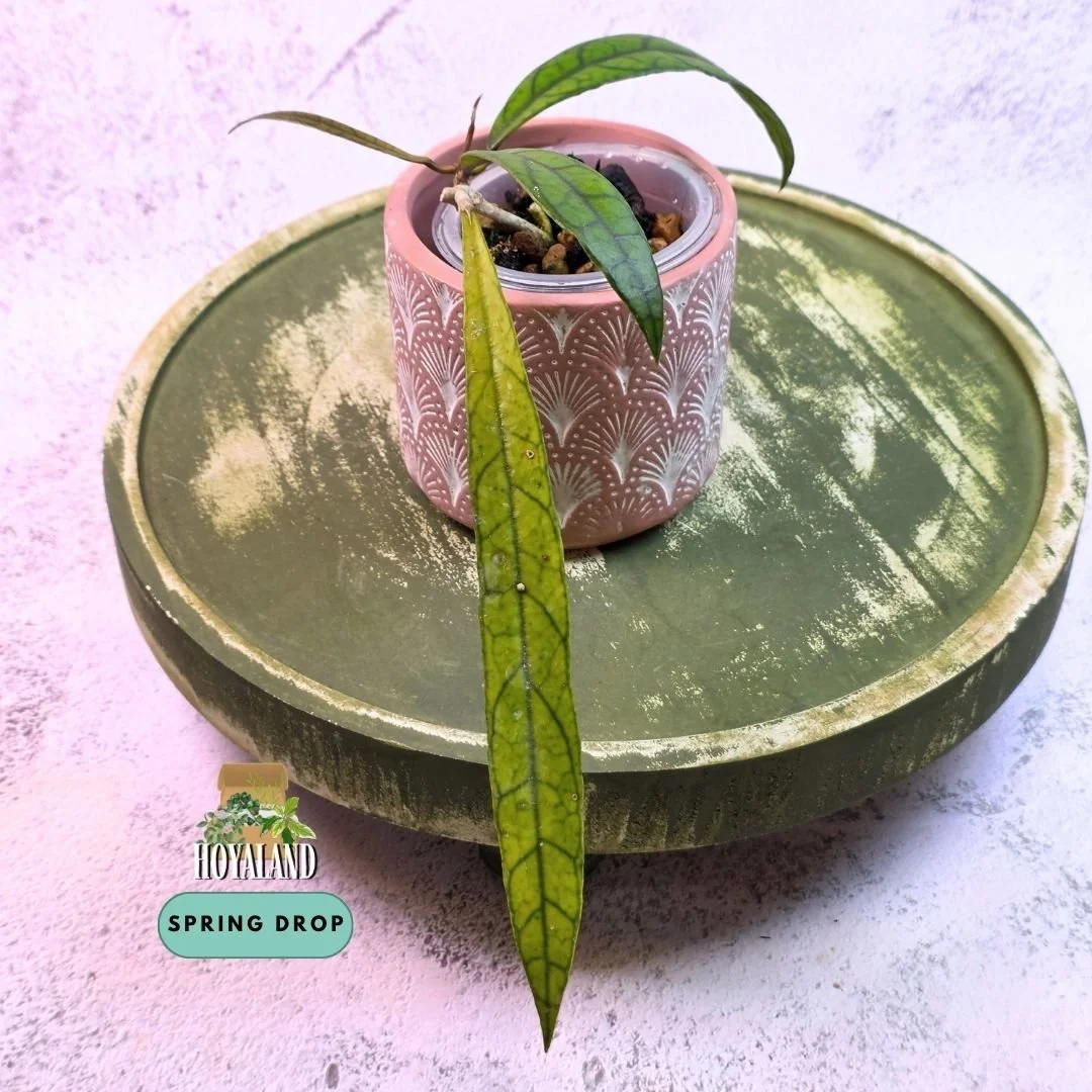 Hoya callistophylla jungle spear (4).jpg