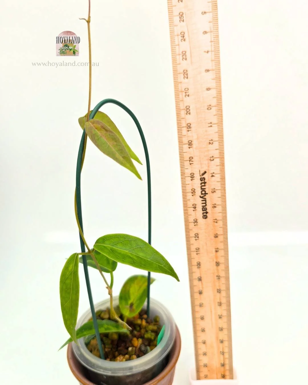 Hoya dennissii Frida (5).jpg