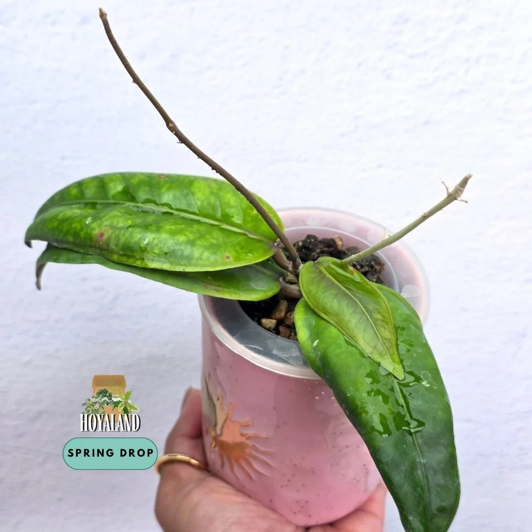 Established Hoya sp Gomas Aceh climbing vine displaying 3D embossed margins and variable leaf tips