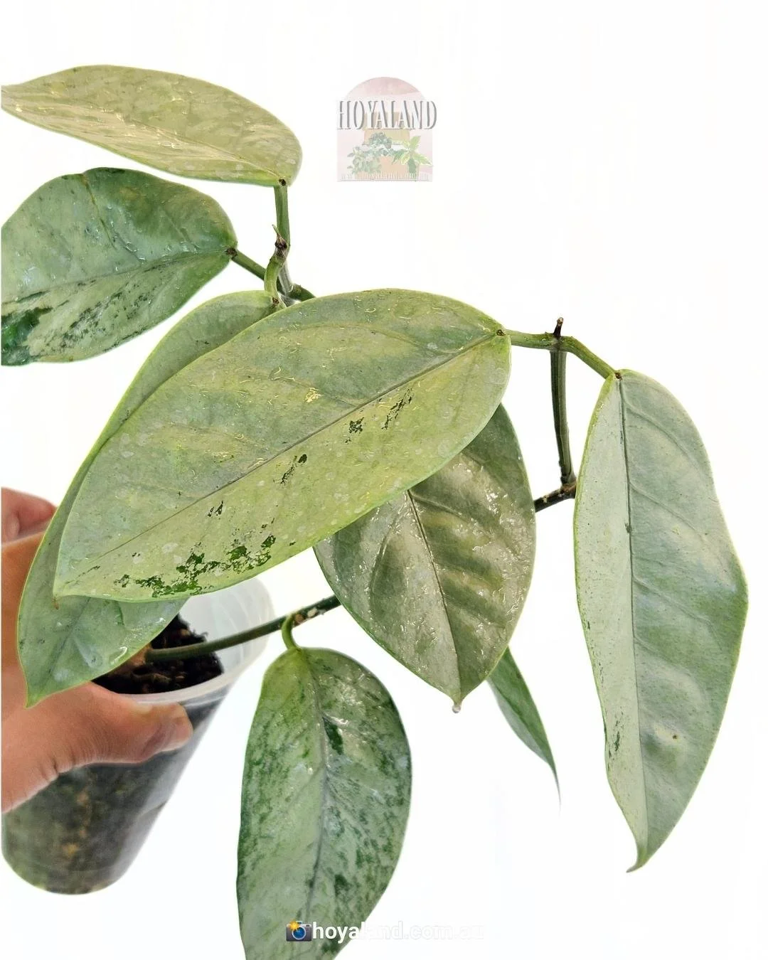 Hoya Coricacea silver (3).jpg