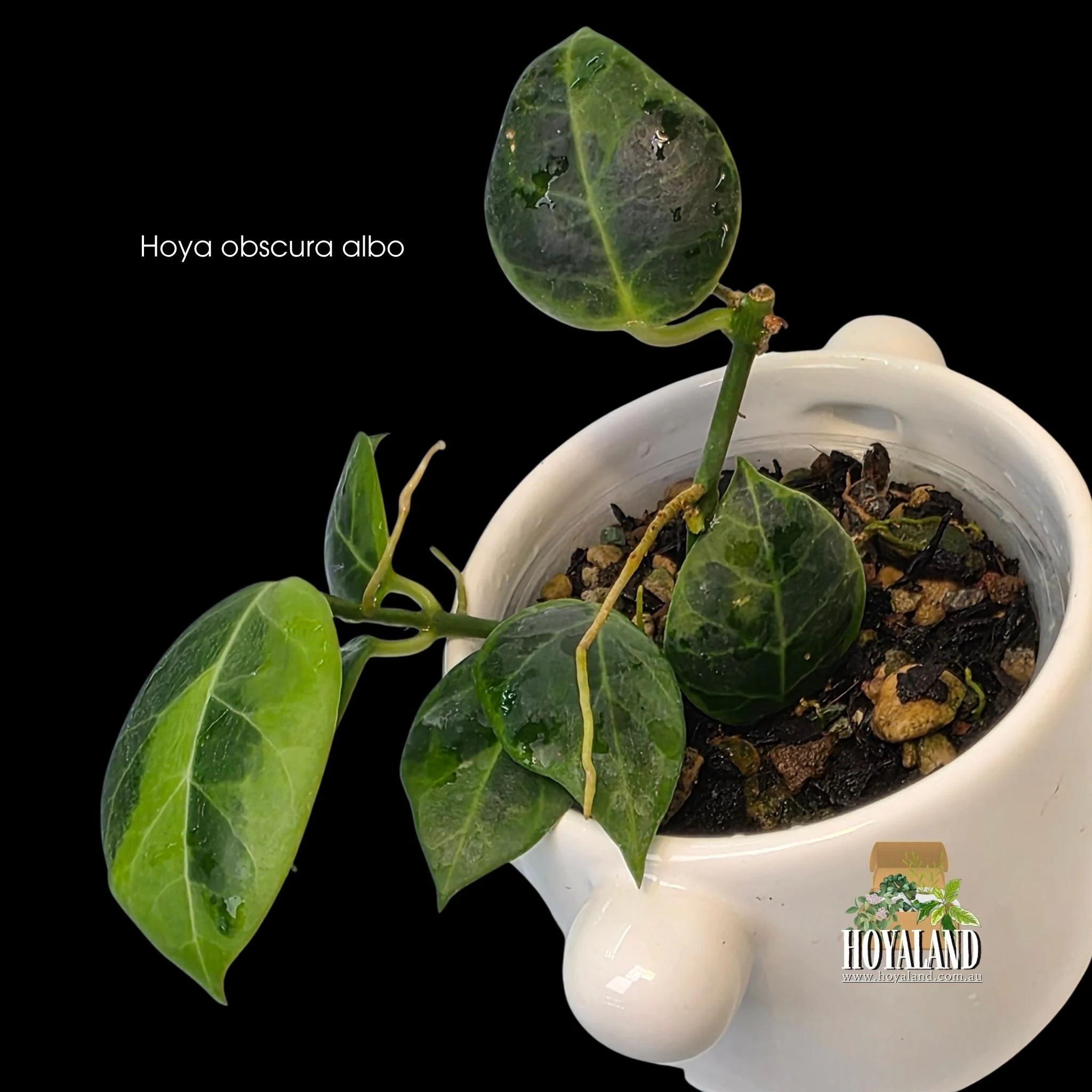 Hoya obscura albo.jpg