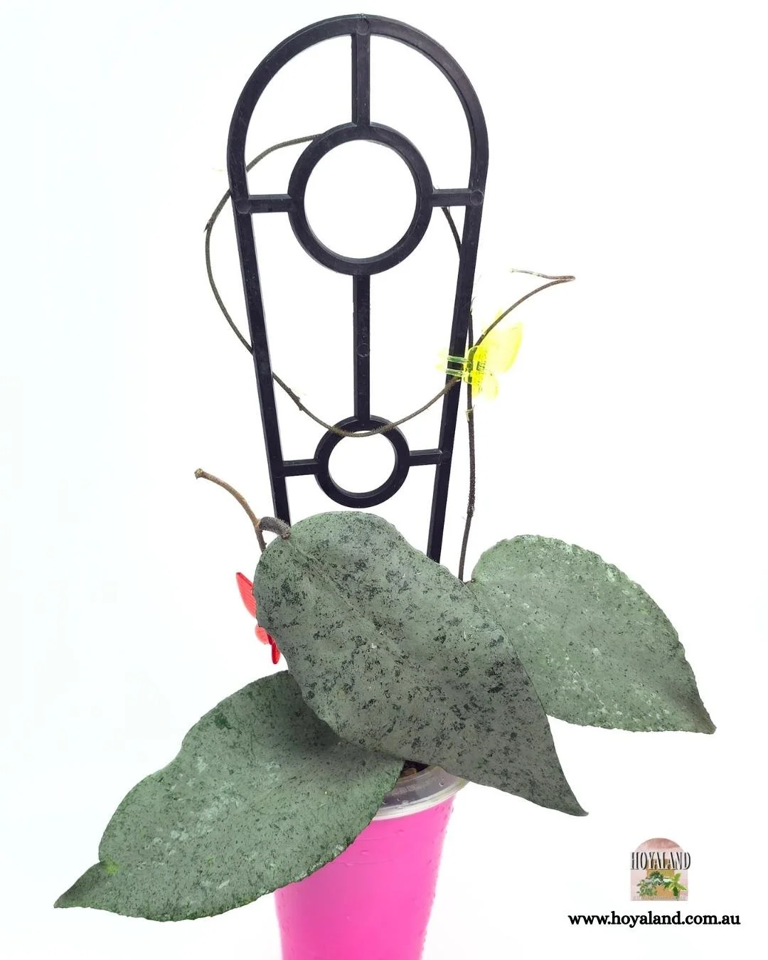 Hoya caudata argene.jpg