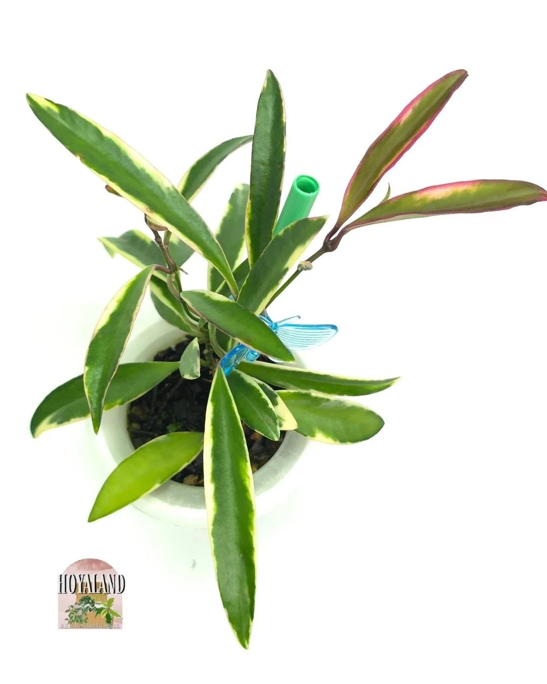 🌞 Hoya kentiana "Lori Lyn"  outer variegated plant | 2 heads 🎇