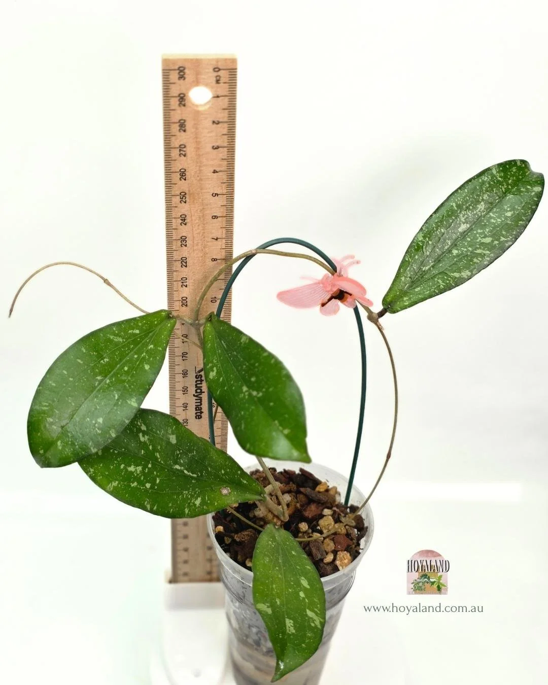 Hoya erythrina silver splash (2).jpg