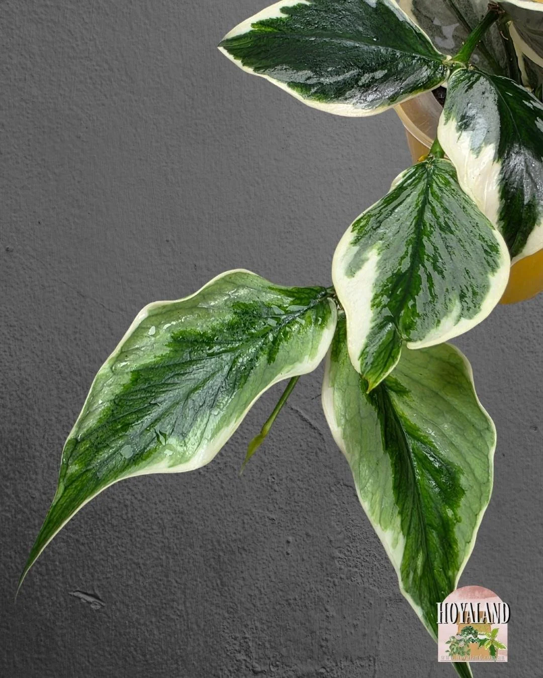 Hoya polynuera diem fairy (4).jpg