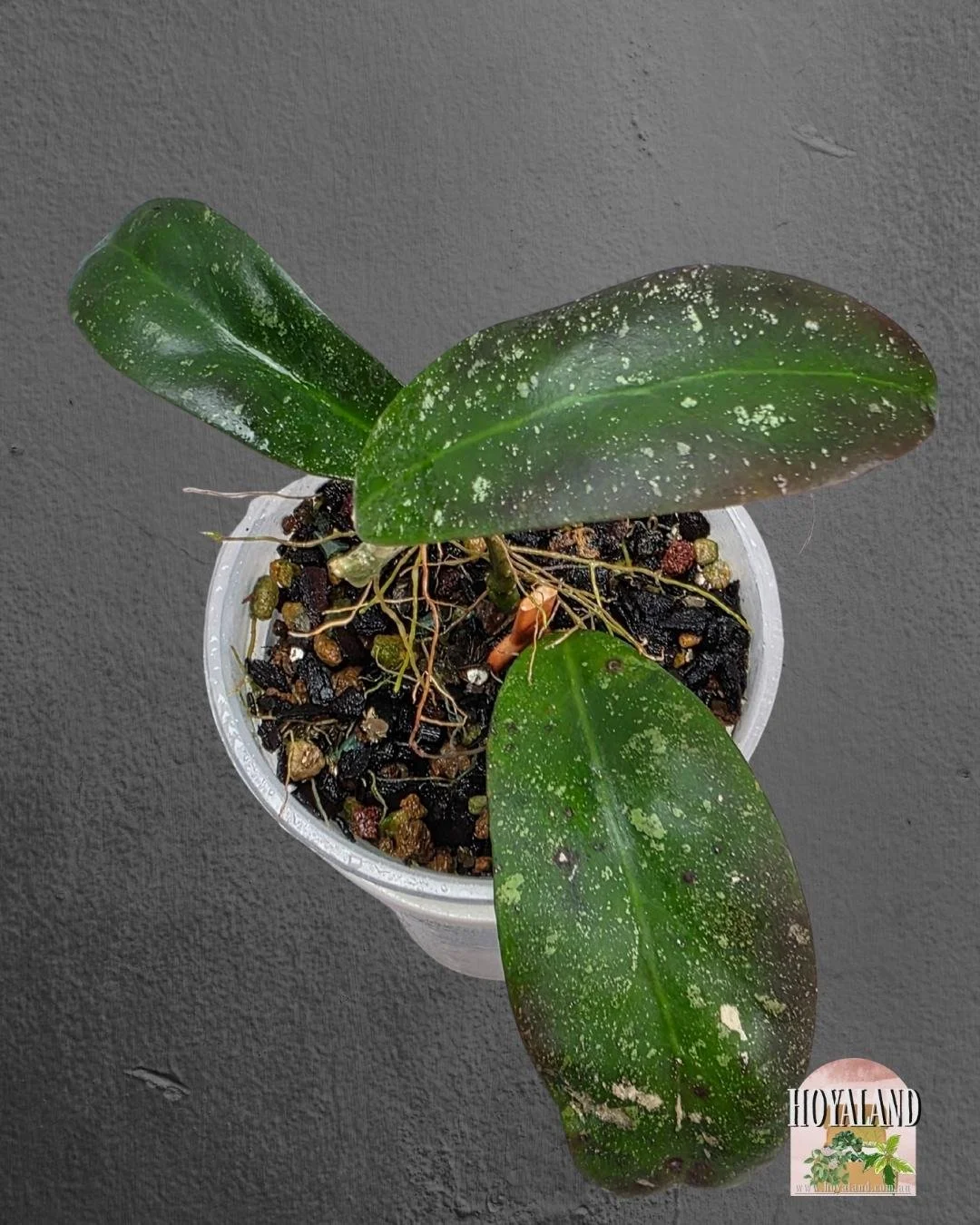 Hoya polypus pink (4).jpg