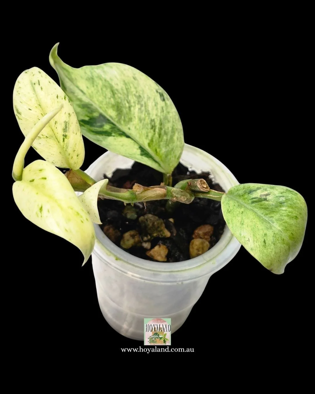 Raphidophora elliptifolia (3).jpg