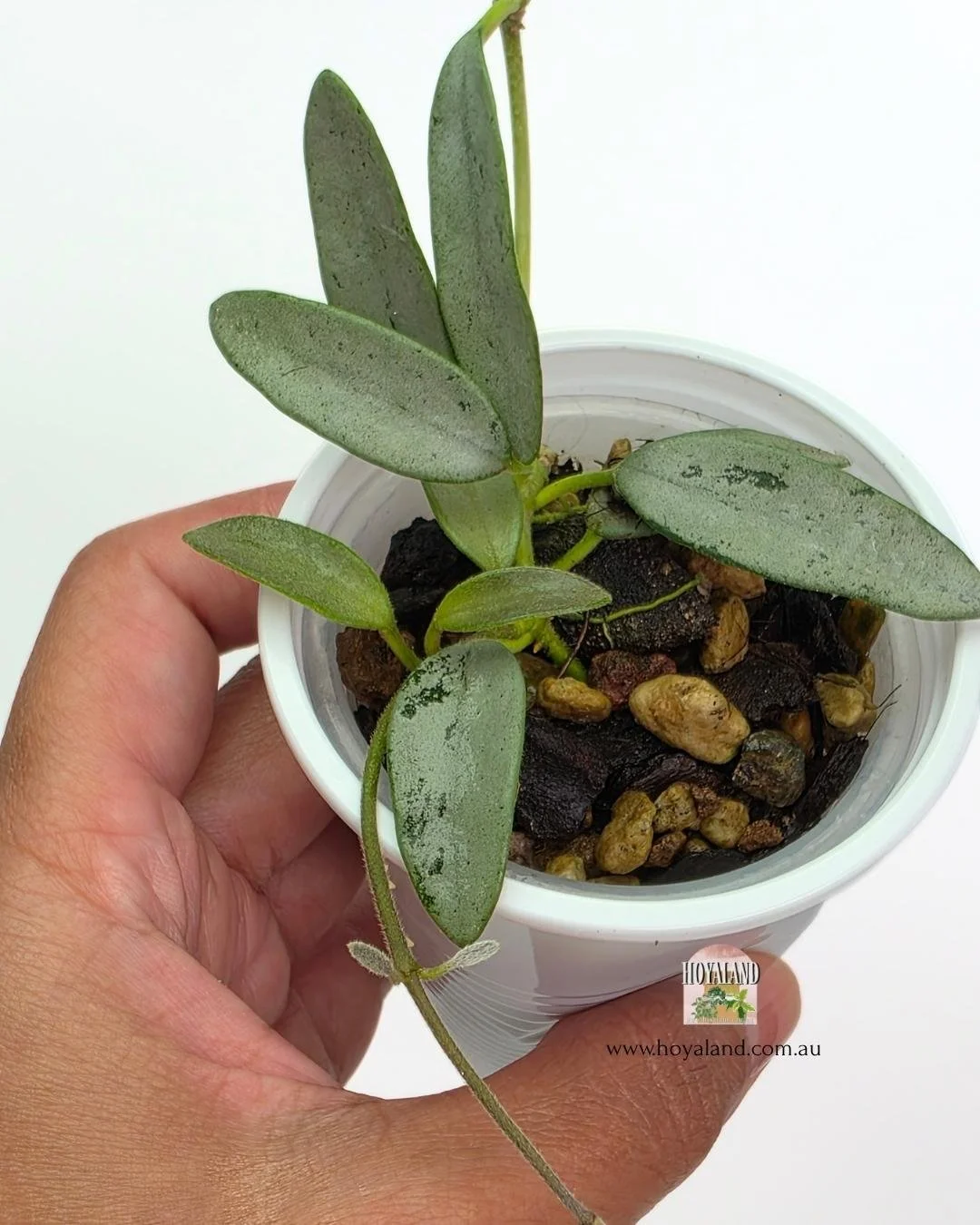 Hoya lima silver (2).jpg