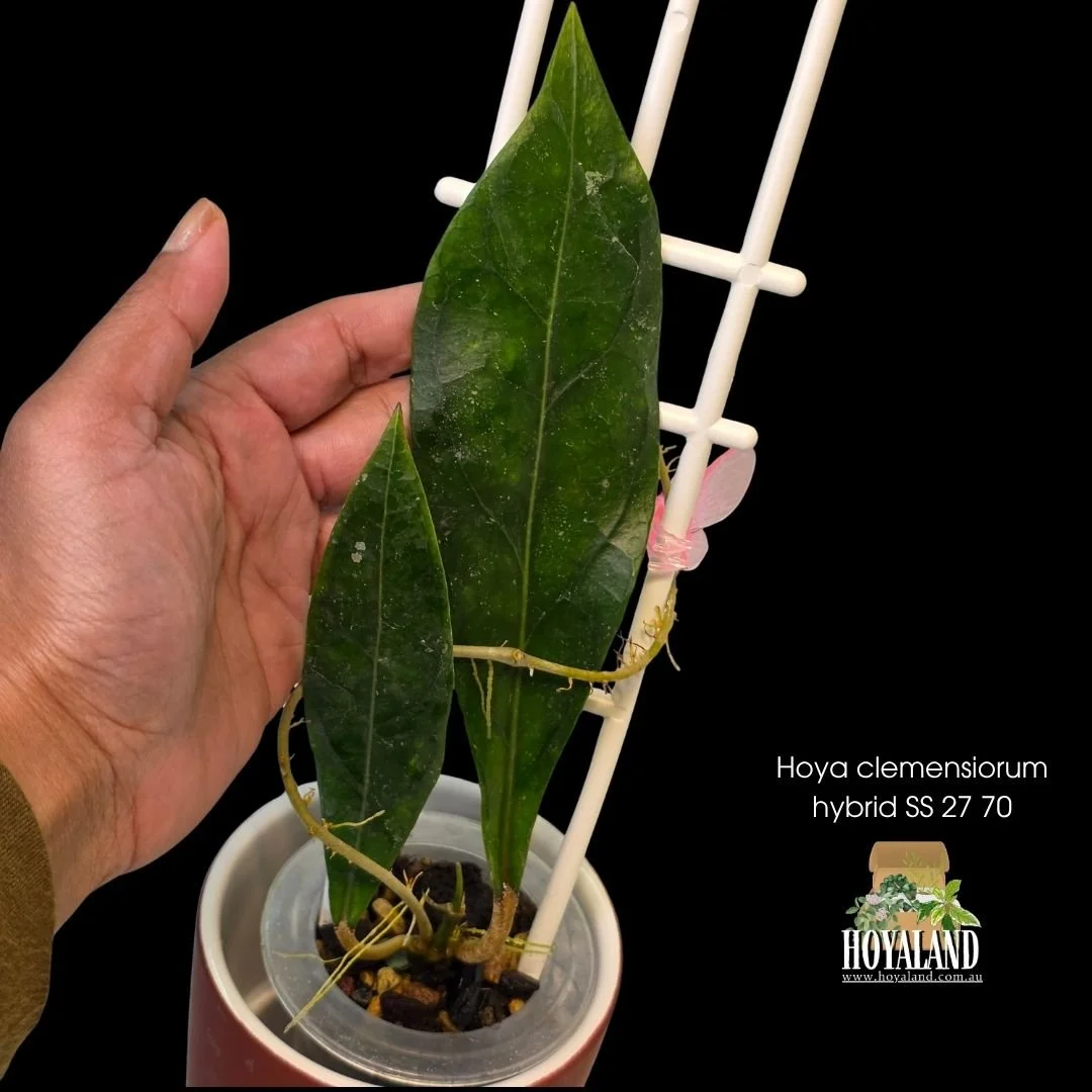 Hoya clemensiorum hybrid.jpg