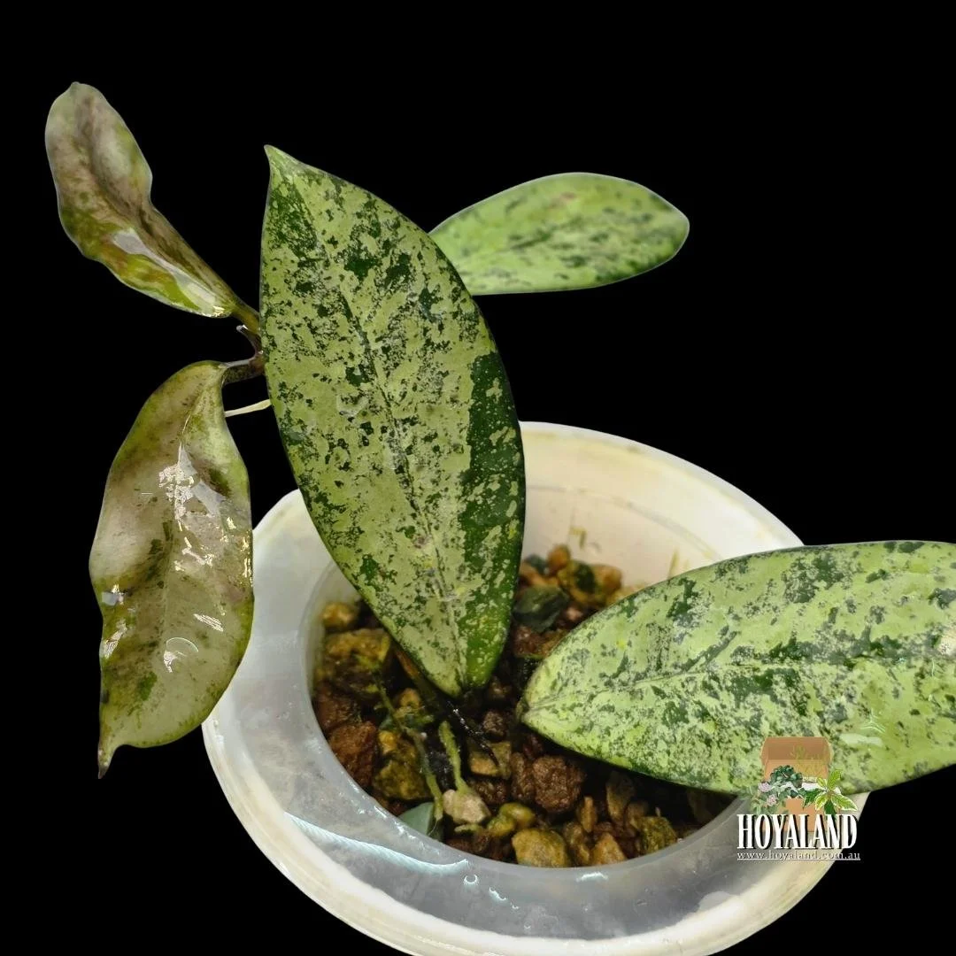 Hoya crassipetiolata x michele (3).jpg