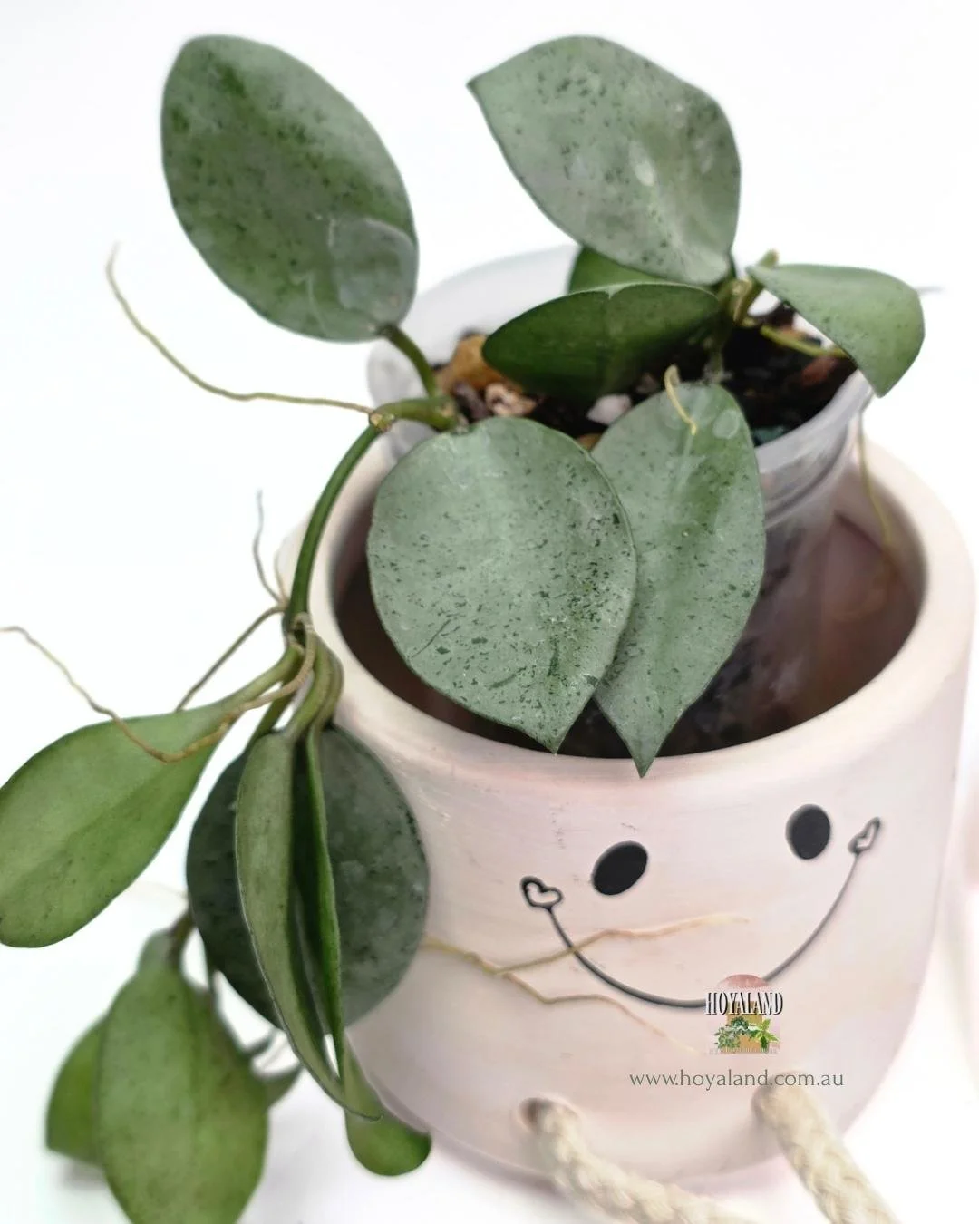 Hoya lacunosa mint coin silver (4).jpg