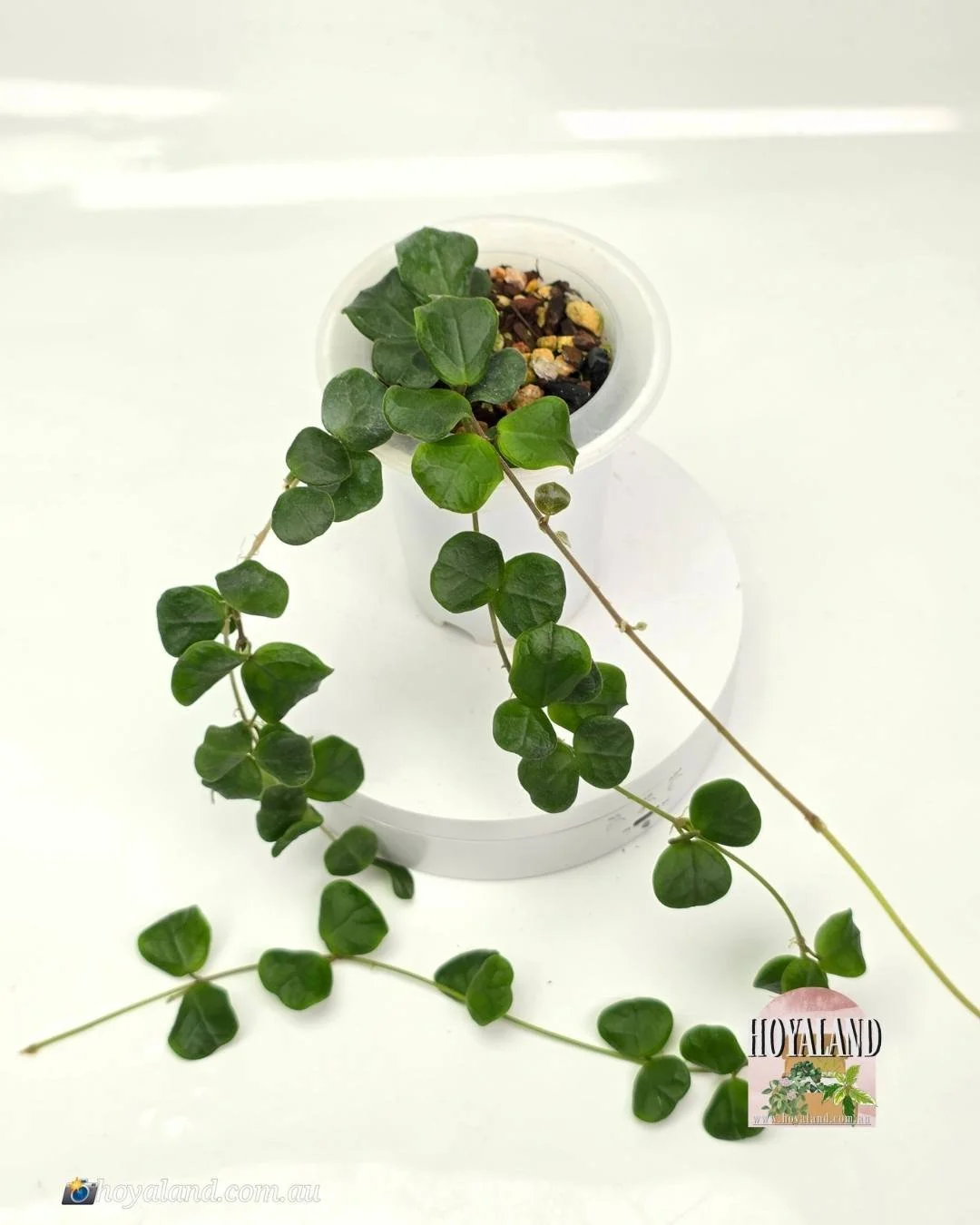 Hoya obcordata (4).jpg